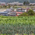 days_in_japan-2459
