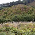 days_in_japan-2471