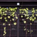 days_in_japan-2477